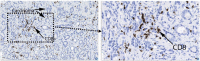 Fig. 2 (abstract P338).