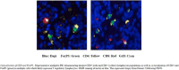 Fig. 7 (abstract P194).