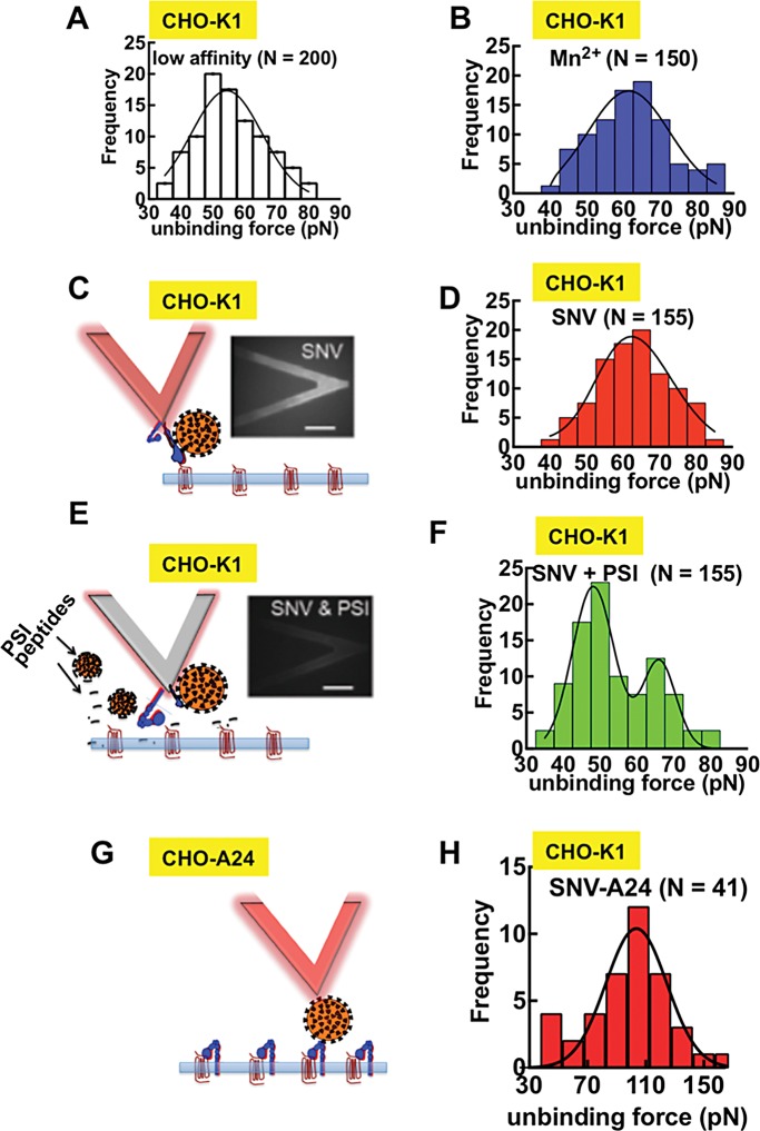 FIGURE 7: