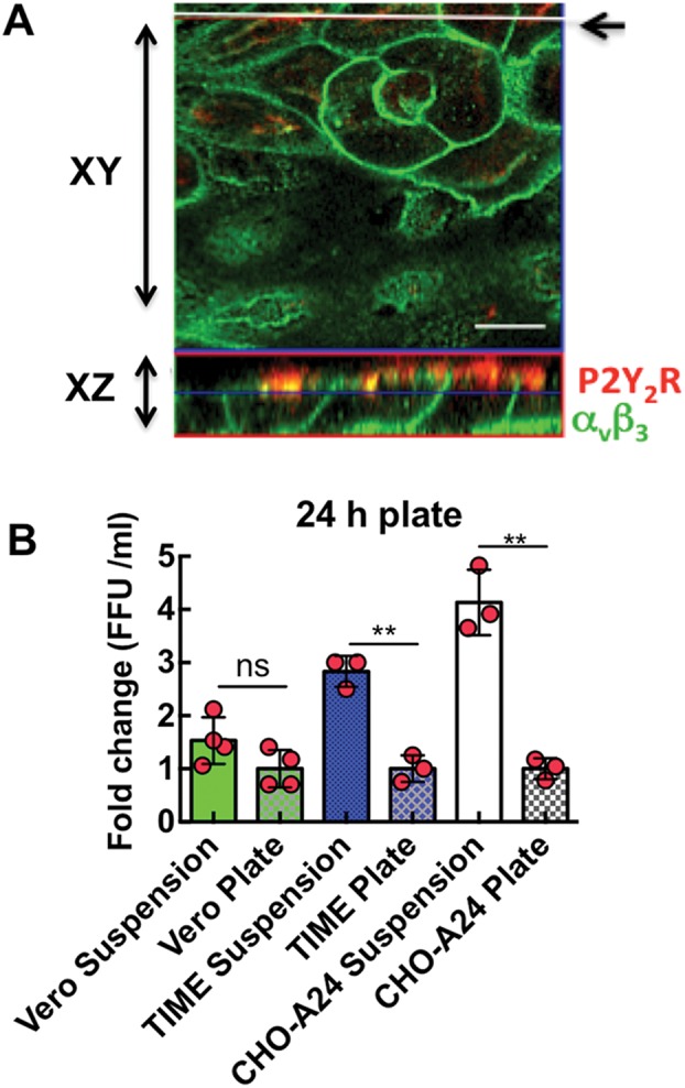 FIGURE 11: