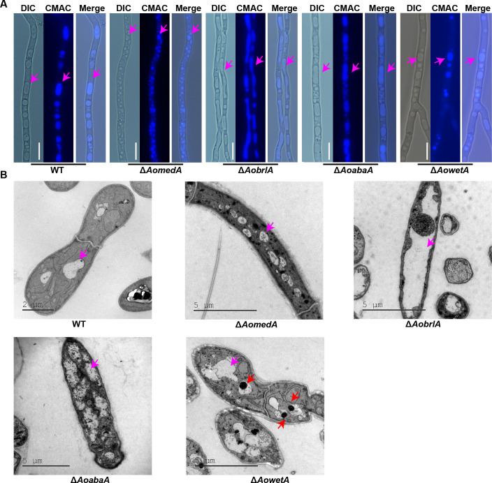 Fig 6