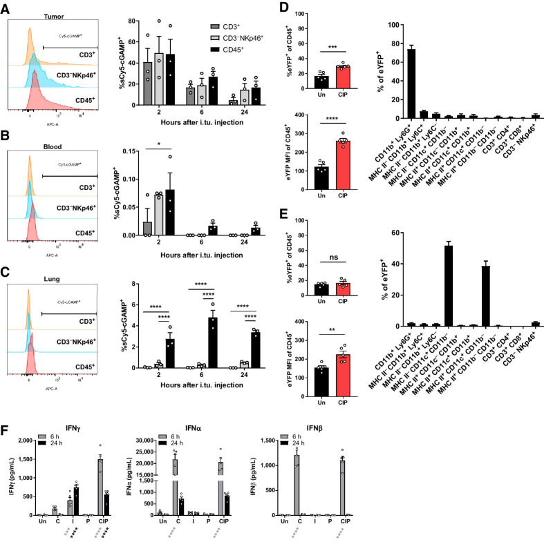 Figure 6. Direct CDN uptake by NK cells is minimal and transient, whereas systemic IFNs are elevated with treatment. A–C, Balb/c mice were inoculated with 4T1-Luc cells in the mammary fat pad and treated intratumorally with a mixture of 30 μg 2′3′ c-di-AM(PS)2 and 5 nmoles sulfo-Cy5 2′3′ c-GAMP in 30 μL and intraperitoneally with Alb-IL2 and anti–PD-1. Shown are representative Cy5 (APC) histograms (A–C, left) and fraction of cell types that are Cy5+ in the tumor (A), blood (B), and lungs (C). Data shown are mean ± SEM and are representative of one independent experiment (n = 3 animals/group). D and E, IFNβ reporter mice were inoculated with E0771 cells in the mammary fat pad and treated with one dose of 30 μg 2′3′ c-di-AM(PS)2 i.tu., 30 μg Alb-IL2 i.p., and 200 μg anti–PD-1 i.p. 2 weeks after tumor inoculation. A total of 24 hours after treatment, tumors (D) and lungs (E) were assessed for eYFP signal within the CD45+ population. Fraction of CD45+ cells expressing eYFP (top), eYFP MFI (bottom), and proportion of immune cell types within the eYFP+ population are shown (right). Data represent mean ± SEM from one independent experiment (n = 5 animals/group). F, Balb/c mice inoculated with 4T1-Luc cells were treated as in Fig. 1A. Shown are serum cytokine levels 6 and 24 hours after one dose of CIP or indicated individual agents (F). Data shown are mean ± SEM and are representative of two independent experiments (n = 5 animals/group). *, P < 0.05; **, P < 0.01; ***, P < 0.001; ****, P < 0.0001 by two-way ANOVA followed by Dunnett multiple comparisons test versus CD45+ (A–C) or versus untreated (F) or by two-tailed Student t test (D and E). ns, not significant.