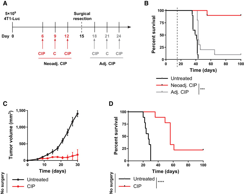 Figure 2. Maximal efficacy of CIP immunotherapy requires neoadjuvant treatment scheduling and surgical resection of the primary tumor. A, Timeline and components of treatment consisting of 30 μg CDN 2′3′-cdiAM(PS)2 (i.tu.), 30 μg Alb-IL2 (i.p.), and 200 μg anti–PD-1 (i.p.). Surgical removal of primary tumor was conducted on day 15. B, Survival curves for mice treated as in A. In B, n = 10 Balb/c mice per group, and data were compiled from two independent experiments. Mean tumor volume (C) and survival over time (D) for mice treated as in A without surgical resection of the primary tumor. In C and D, n = 9 Balb/c mice per group. Data in C represent mean ± SEM. ***, P < 0.001; ****, P < 0.0001; versus neoadj. log-rank (Mantel–Cox) test.