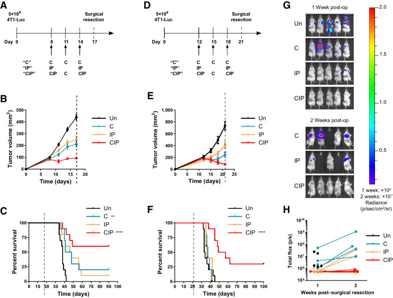 Figure 1. Combination of neoadjuvant CDN STING agonist therapy with systemic Alb-IL2 and anti–PD-1 improves survival in an orthotopic breast tumor model. A–C, Balb/c mice (n = 10 animals/group) were inoculated with 4T1-Luc cells in the mammary fat pad and then treated with 30 μg CDN 2′3′-cdiAM(PS)2 (i.tu.), 30 μg Alb-IL2 (i.p.), and 200 μg anti–PD-1 (i.p.) or subcombinations of these agents as indicated, followed by surgical resection of the tumor. Shown are the treatment schedules (A), mean tumor volume (B), and survival curves (C). D–H, Neoadjuvant therapy as in A, with treatment commencing 12 days after tumor inoculation. Shown are treatment schedules (D), mean tumor volume (E), survival curves (F), representative bioluminescence images (G), and luminescence quantification (H). Data compiled from two independent experiments. Data represent the mean ± SEM. **, P < 0.01; ****, P < 0.0001; versus untreated by log-rank (Mantel–Cox) test.