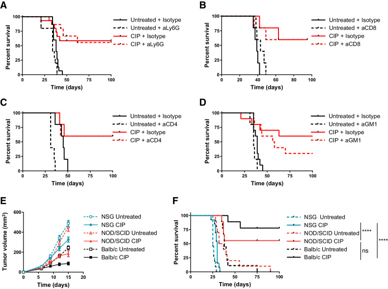 Figure 4. Efficacy of CIP therapy is independent of T cells and neutrophils but dependent on NK cells. A–D, Balb/c mice bearing orthotopic 4T1-Luc tumors were treated as in Fig. 1A in the presence of depleting antibodies specific for the indicated surface markers or isotype controls. Shown is overall survival following depletion of neutrophils (A), CD8+ T cells (B), CD4+ T cells (C), or NK cells (D). n = 15 mice per group for neutrophil depletion; n = 5 mice per group for CD8 and CD4 depletion; n = 10 mice per group for NK depletion. Data shown are one representative of two independent experiments. Mean tumor volume (E) and survival curves (F) for mice inoculated with 5 × 105 4T1-Luc tumor cells in the mammary fat pad and treated as in Fig. 1A, with treatment starting 6 days after inoculation with surgical resection on day 15. In E and F, n = 11 for NSG untreated, n = 13 for NSG CIP, n = 10 for NOD/SCID untreated, and n = 9 for all other groups. Data are compiled from two independent experiments. Tumor growth data in E represent mean ± SEM. ****, P < 0.0001 by log-rank (Mantel–Cox) test. ns, not significant.