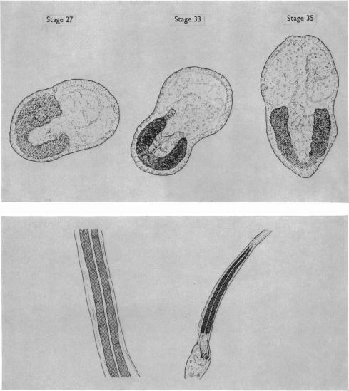 Plate 2