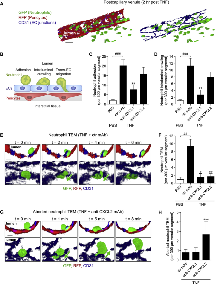 Distinct Compartmentalization of the Chemokines CXCL1 and CXCL2 and the ...