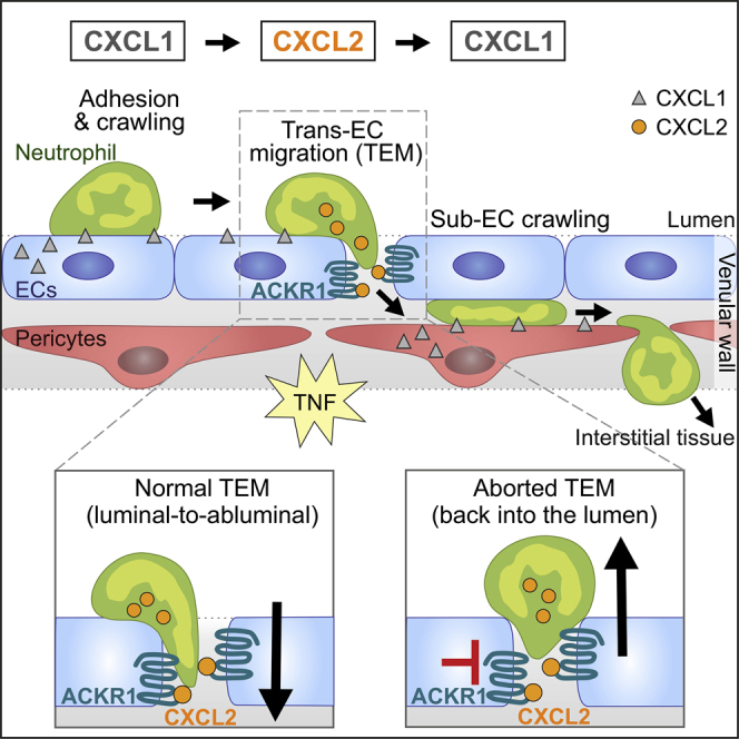 Distinct Compartmentalization of the Chemokines CXCL1 and CXCL2 and the ...