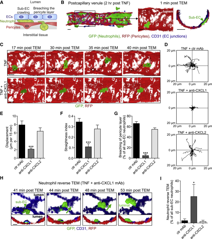 Distinct Compartmentalization of the Chemokines CXCL1 and CXCL2 and the ...