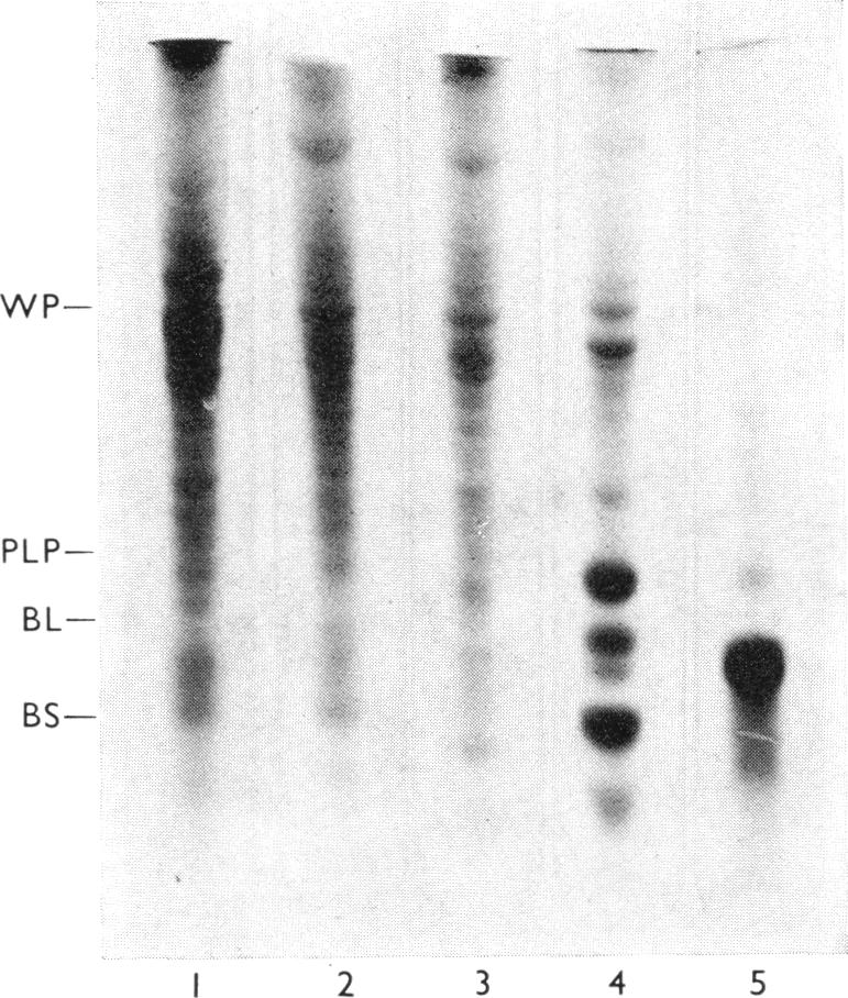 PLATE 5