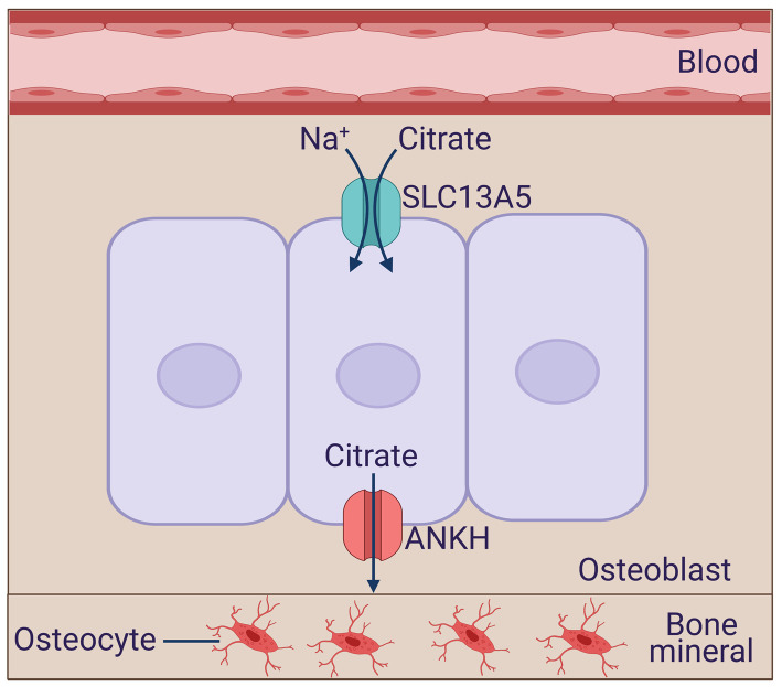 Figure 4.