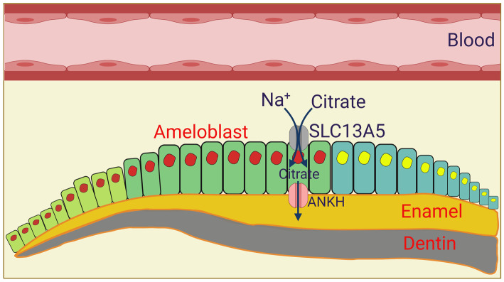 Figure 5.