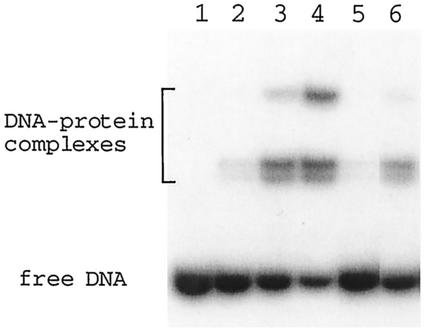 FIG. 5.