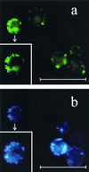 FIG. 6