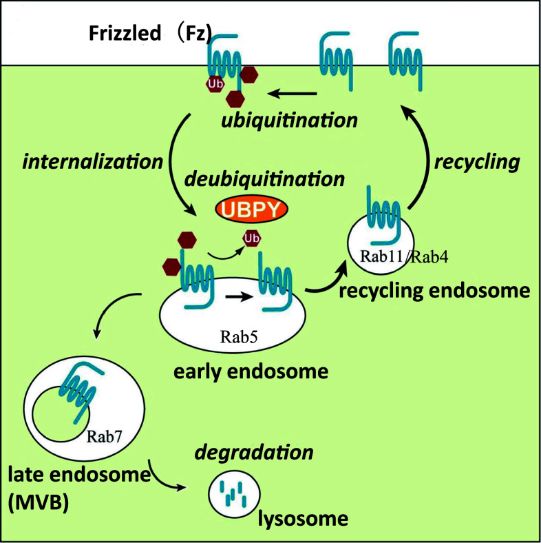 Fig. 3