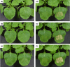 Fig. 4