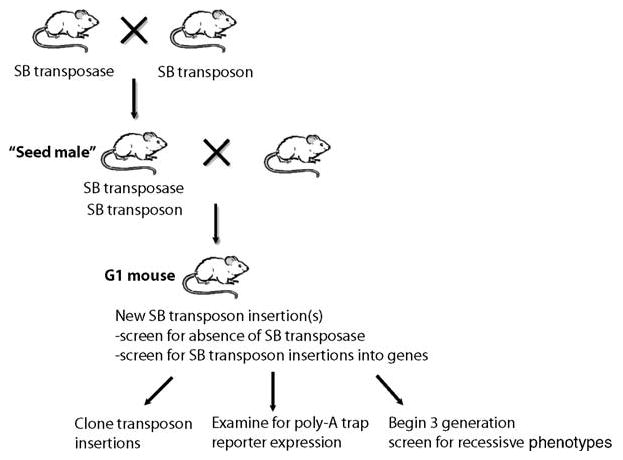 Fig. 20.2