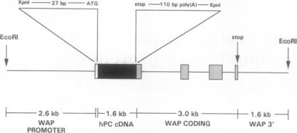 graphic file with name pnas01098-0365-b.jpg