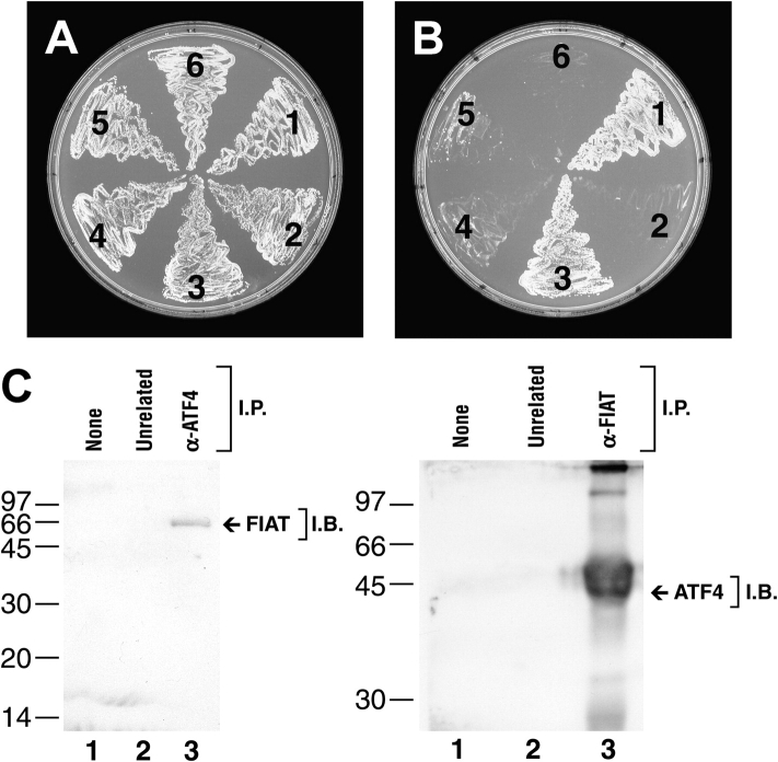 Figure 2.