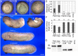 Figure 5—figure supplement 3.