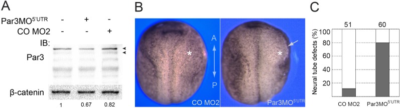 Figure 2—figure supplement 1.