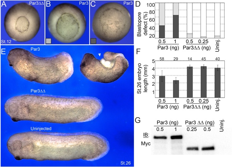 Figure 5—figure supplement 3.