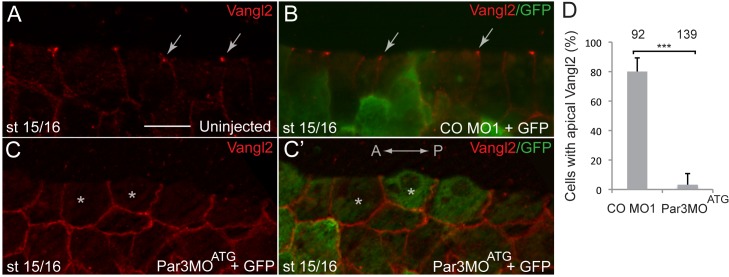 Figure 2—figure supplement 2.