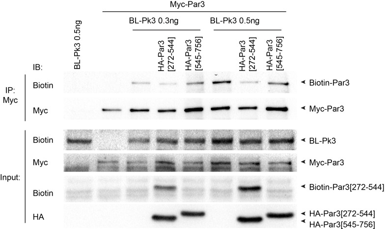 Figure 5—figure supplement 1.