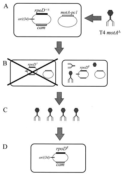 FIG. 1