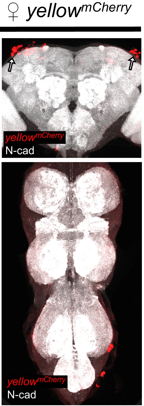 Figure 2—figure supplement 4.