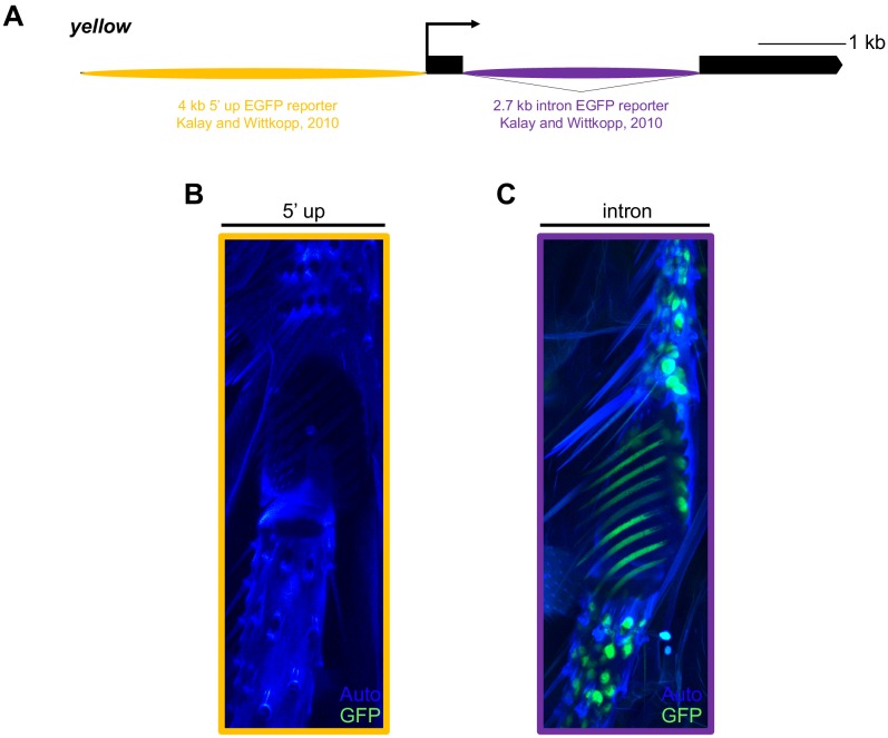 Figure 3—figure supplement 2.