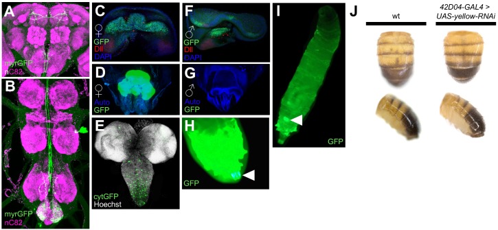 Figure 3—figure supplement 1.