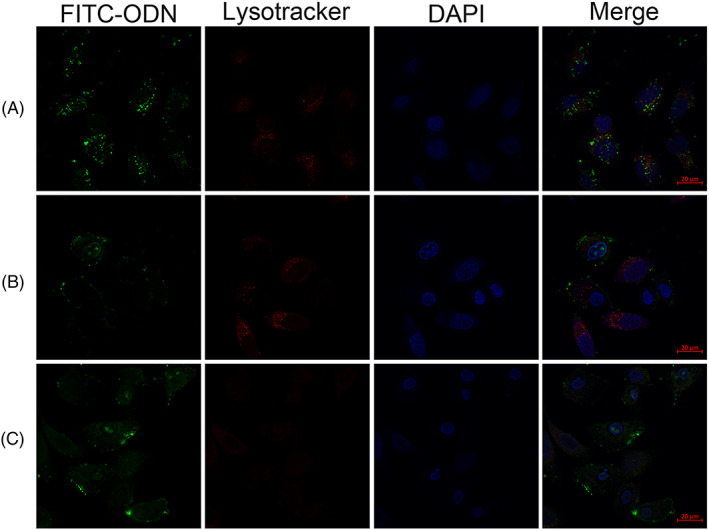 FIGURE 3