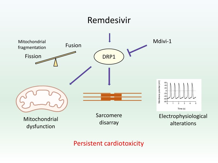 Graphical Abstract