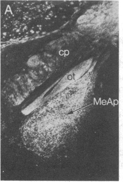 graphic file with name pnas00252-0443-a.jpg