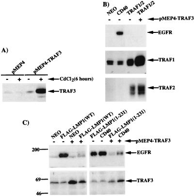 FIG. 7