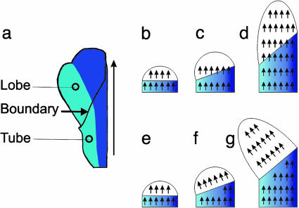 Fig. 11.