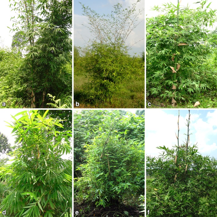 Fig. 2
