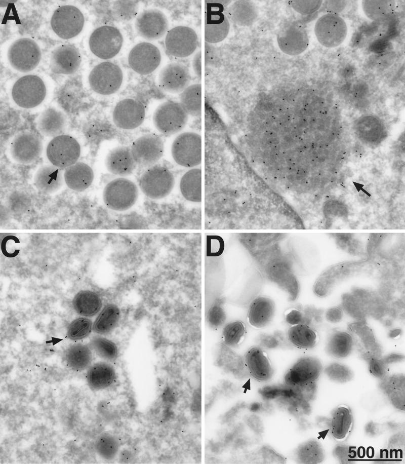 FIG. 11