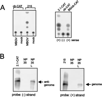 FIG. 7