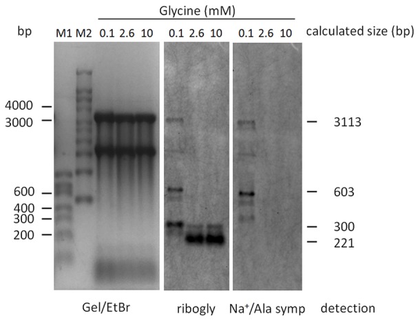 FIGURE 4