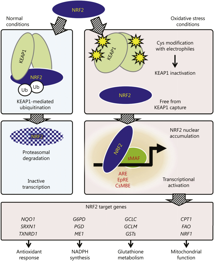 Figure 4