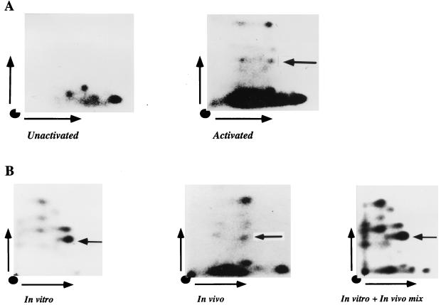 FIG. 6