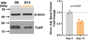 Figure 4—figure supplement 2.