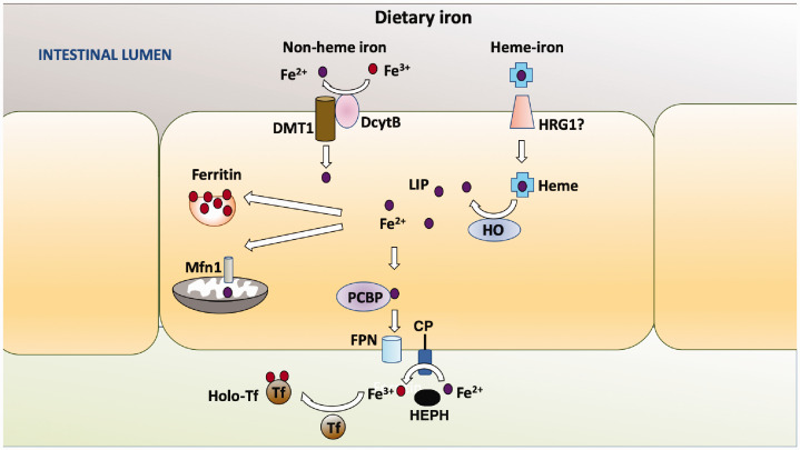 Figure 1.