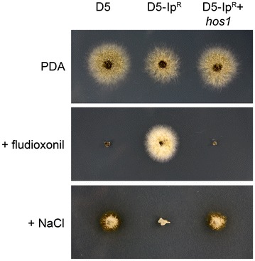 Fig. 2