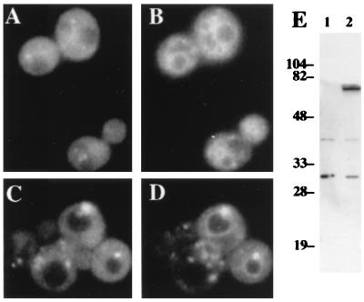 FIG. 6