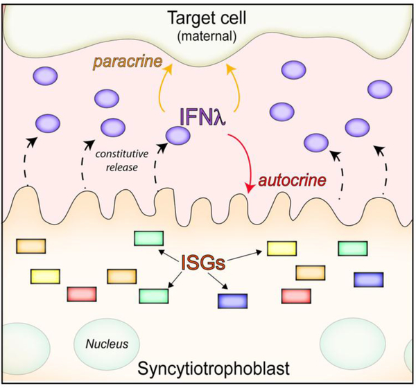 Figure 3: