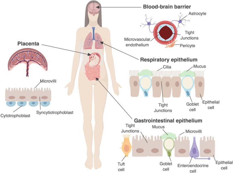 Figure 1: