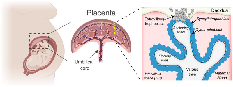 Figure 2: